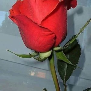 Meet your Posher, Kraljica